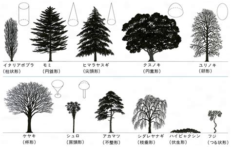 木 形|これが基本 ⁉︎街路樹や森林など、樹木の見分け方3大原則！。